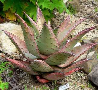 Aloe marlothii, native to South Africa, Swaziland, Botswana, and Mozambique, is one of the larger an