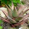 Aloe marlothii, native to South Africa, Swaziland, Botswana, and Mozambique, is one of the larger an