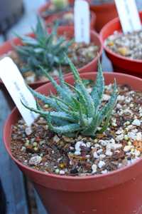 Aloe humilis is a wonderful, low growing heavily suckering succulent that forms crowded clusters and