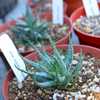 Aloe humilis is a wonderful, low growing heavily suckering succulent that forms crowded clusters and