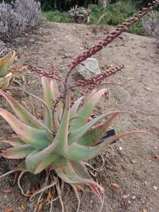 Aloe globuligemma is a solitary, stemless Aloe native from Zimbabwe and Botswana to the Northern Pro