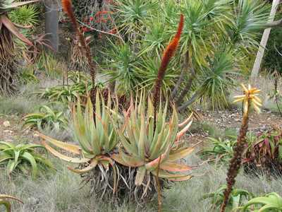 Aloe castanea, also known as Cat's Tail Aloe, is a branching tree Aloe from South Africa which may g