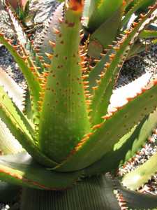 Aloe lineata var. muirii is a medium-sized clustering species with tight one foot rosettes of yellow