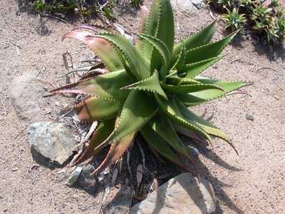 Aloe secundiflora is widespread in the open grassland and bushland in Ethiopia, Sudan, Kenya, and Ta