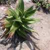 Aloe secundiflora is widespread in the open grassland and bushland in Ethiopia, Sudan, Kenya, and Ta