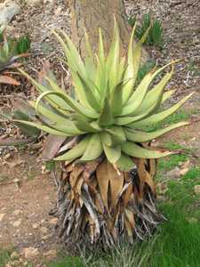 Native to the Northern Cape of South Africa, Aloe khamiesensis will slowly reach a height of 3 m (10
