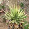 Native to the Northern Cape of South Africa, Aloe khamiesensis will slowly reach a height of 3 m (10