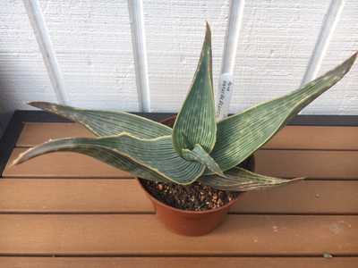 Aloe striata subspecies karasbergensis is well known for its attractive rusty brown to bronze, leaf 