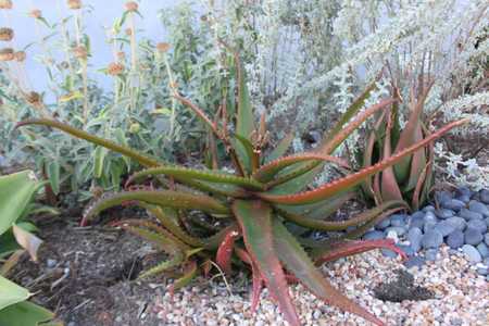 Aloe cameronii (Red Aloe) is a medium-sized suckering aloe with many upright stems of open rosettes 