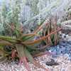 Aloe cameronii (Red Aloe) is a medium-sized suckering aloe with many upright stems of open rosettes 