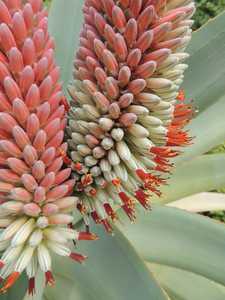 Aloe speciosa is a generally single-stemmed, tall succulent growing up to 10 feet (3 m) that carries