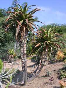 Aloe rupestris is a robust fast growing mostly single stemmed tree aloe with very showy flowers. The