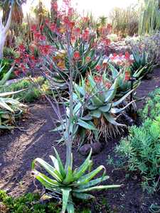 Aloe branddraaiensis from the Mpumalanga Province of South Africa is one of the more striking, spott