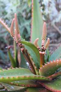 Aloe cameronii (Red Aloe) is a medium-sized suckering aloe with many upright stems of open rosettes 