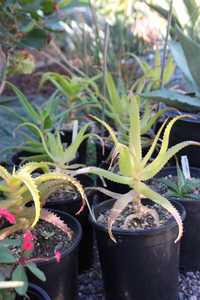 Aloe pluridens, also known as the French Aloe, is a very attractive, slender tree aloe which bears g