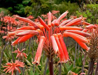 Aloe maculata is a stemless aloe, that reaches 18 inches (45 cm) tall and 2 feet (60 cm) wide that c
