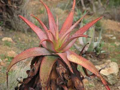 Aloe microstigma is a very attractive and relatively common South African species with lots of speck