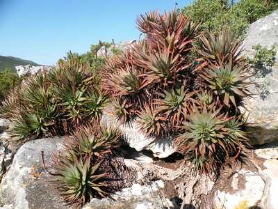 A handsome, densely clustering aloe with blue green thin leaves that can develop a short trunk but i