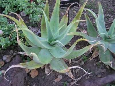 Aloe globuligemma is a solitary, stemless Aloe native from Zimbabwe and Botswana to the Northern Pro