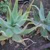 Aloe globuligemma is a solitary, stemless Aloe native from Zimbabwe and Botswana to the Northern Pro