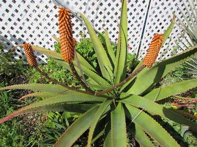 Aloe rupestris is a robust fast growing mostly single stemmed tree aloe with very showy flowers. The