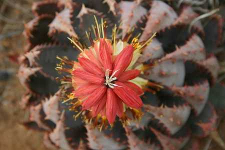 Aloe peglerae is an unusual, small, stemless South African aloe. Stunningly attractive turquoise col