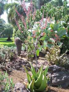 Aloe secundiflora is widespread in the open grassland and bushland in Ethiopia, Sudan, Kenya, and Ta