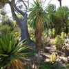 Aloe speciosa is a generally single-stemmed, tall succulent growing up to 10 feet (3 m) that carries