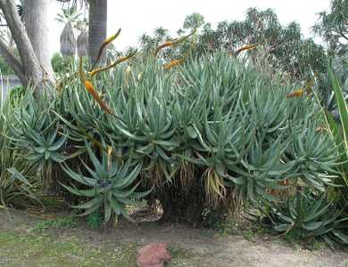 Aloe castanea, also known as Cat's Tail Aloe, is a branching tree Aloe from South Africa which may g