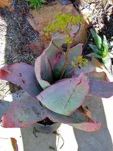 Aloe reynoldsii is a rare aloe with smooth, spineless leaves and a short stem, only found on south-f