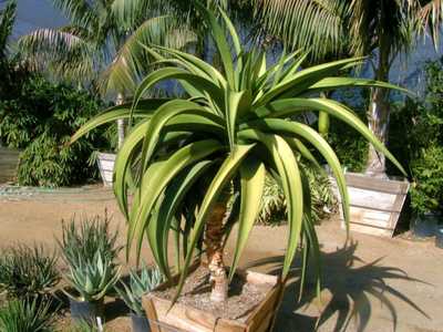 The moderately popular hybrid Aloe 'Goliath' is a tree-like aloe hybrid that grows 12+ feet tall wit