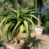 The moderately popular hybrid Aloe 'Goliath' is a tree-like aloe hybrid that grows 12+ feet tall wit