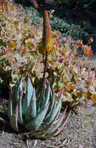 This perennial, stemless and generally solitary succulent native to Zimbabwe is a large and showy ou