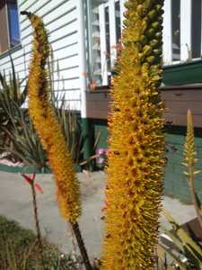 Aloe alooides, also known as graskop aloe, is a single-stemmed tree aloe from coastal South Africa. 