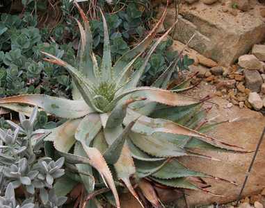 Native to Namibia, Aloe hereroensis is an attractive 'medium-small' glaucous, pale blue-green aloe, 