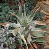 Native to Namibia, Aloe hereroensis is an attractive 'medium-small' glaucous, pale blue-green aloe, 