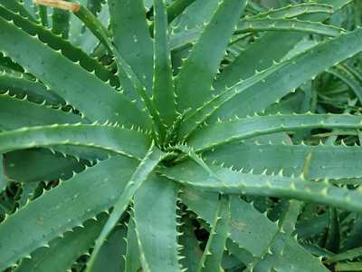 The Aloe x spinosissima South African hybrid is one of the more manageably-sized aloes, growing to a