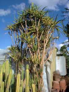 Aloidendron tongaense (Aloe tongaensis) is a freely branching, heavy stemmed tree Aloe bears masses 