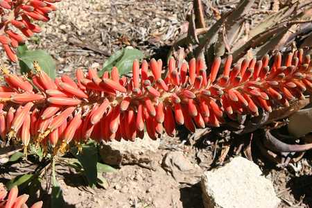 Widely distributed in desert regions of southern Africa, this mid-sized, stemless, clustering Aloe i