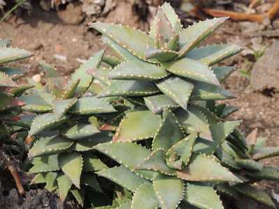 Aloe 'Hellskloof Bells' is an upright growing shrubby plant to about 2 feet tall with short lanceola