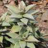 Aloe 'Hellskloof Bells' is an upright growing shrubby plant to about 2 feet tall with short lanceola