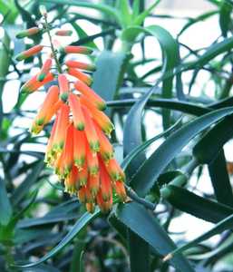 Aloiampelos ciliaris, formerly known as Aloe ciliaris, (also known as the 'Climbing Aloe') is a thin