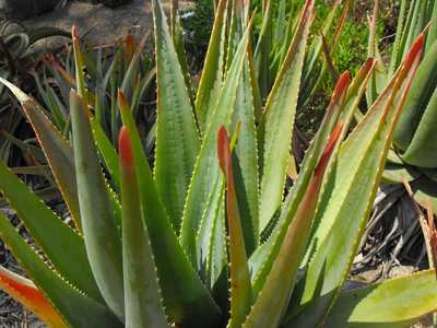 A handsome, densely clustering aloe with blue green thin leaves that can develop a short trunk but i