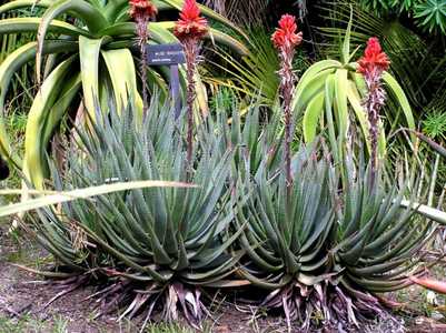 A handsome, densely clustering aloe with blue green thin leaves that can develop a short trunk but i