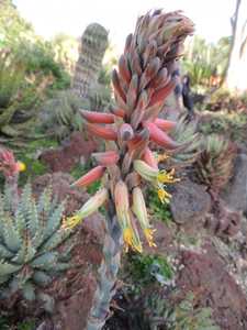 Aloe erinacea is a small, clustering, slow-growing succulent from southern Namibia with rounded, bal