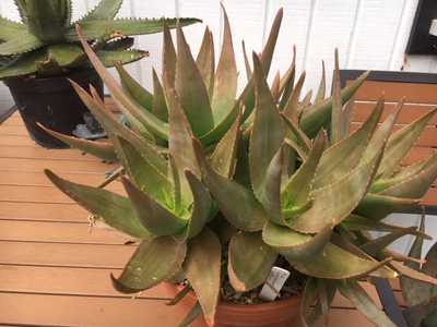 Aloe deltoideodonta is a small, slow growing, clustering Aloe from southern central Madagascar with 