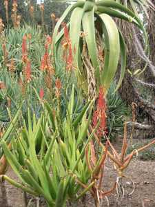 Aloe rivierei is from Yemen and Saudi Arabia, where it grows primarily on rocky cliffs and slopes at