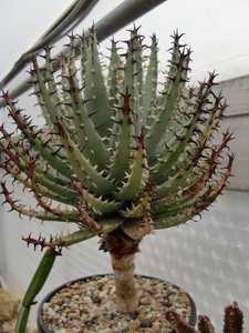 Aloe erinacea is a small, clustering, slow-growing succulent from southern Namibia with rounded, bal