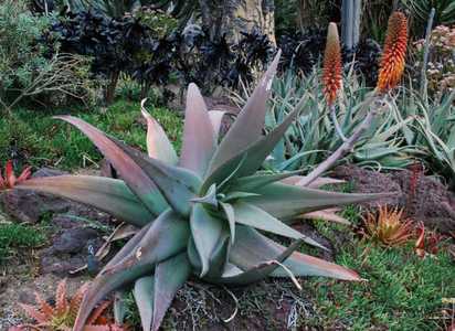 Aloe rubroviolacea is appreciated by many as one of the more spectacular aloes available. Not a supe