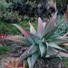 Aloe rubroviolacea is appreciated by many as one of the more spectacular aloes available. Not a supe